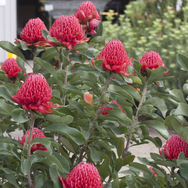 Telopea 'Shady Lady Crimson' - Ladybird Nursery