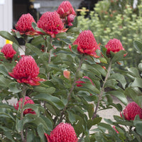 Telopea 'Shady Lady Crimson' - Ladybird Nursery