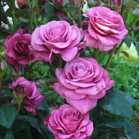 Rosa Terrazza® Purple (Rosa)