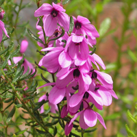 Tetratheca 'Spring Cheer' (Tetratheca ciliata) - Ladybird Nursery