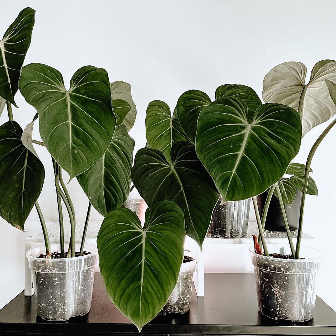 Philodendron (Philodendron gloriosum) - Ladybird Nursery