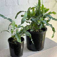 Blue Star Fern (Polypodium aureum)