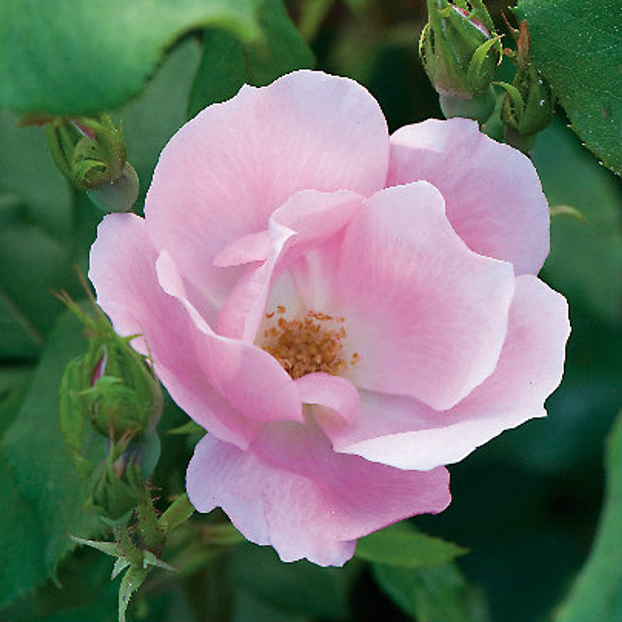 Rose RADYOD Blushing Knockout® (Rosa)