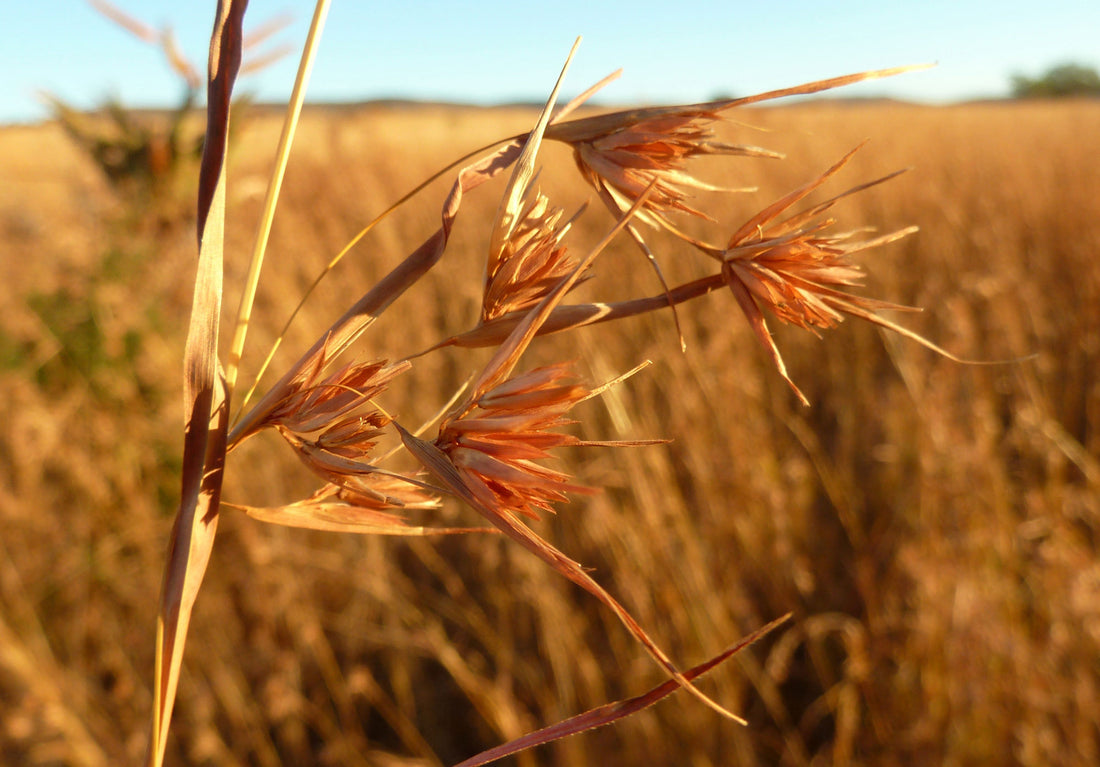 Red Grass (Themeda triandra) - Ladybird Nursery
