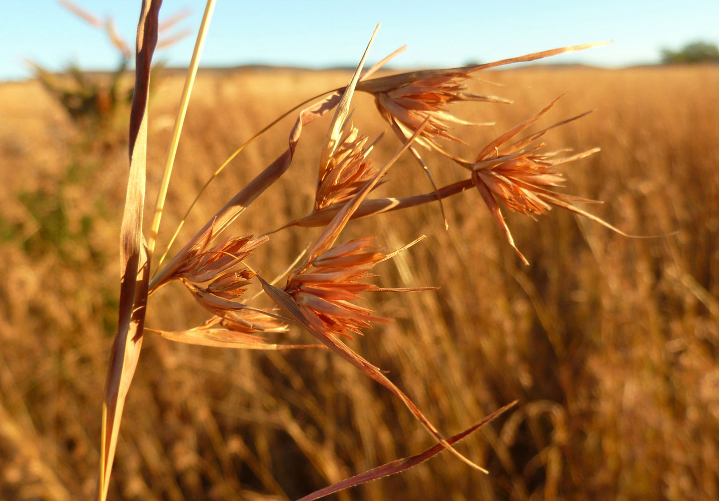 Red Grass (Themeda triandra)