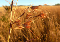 Red Grass (Themeda triandra)