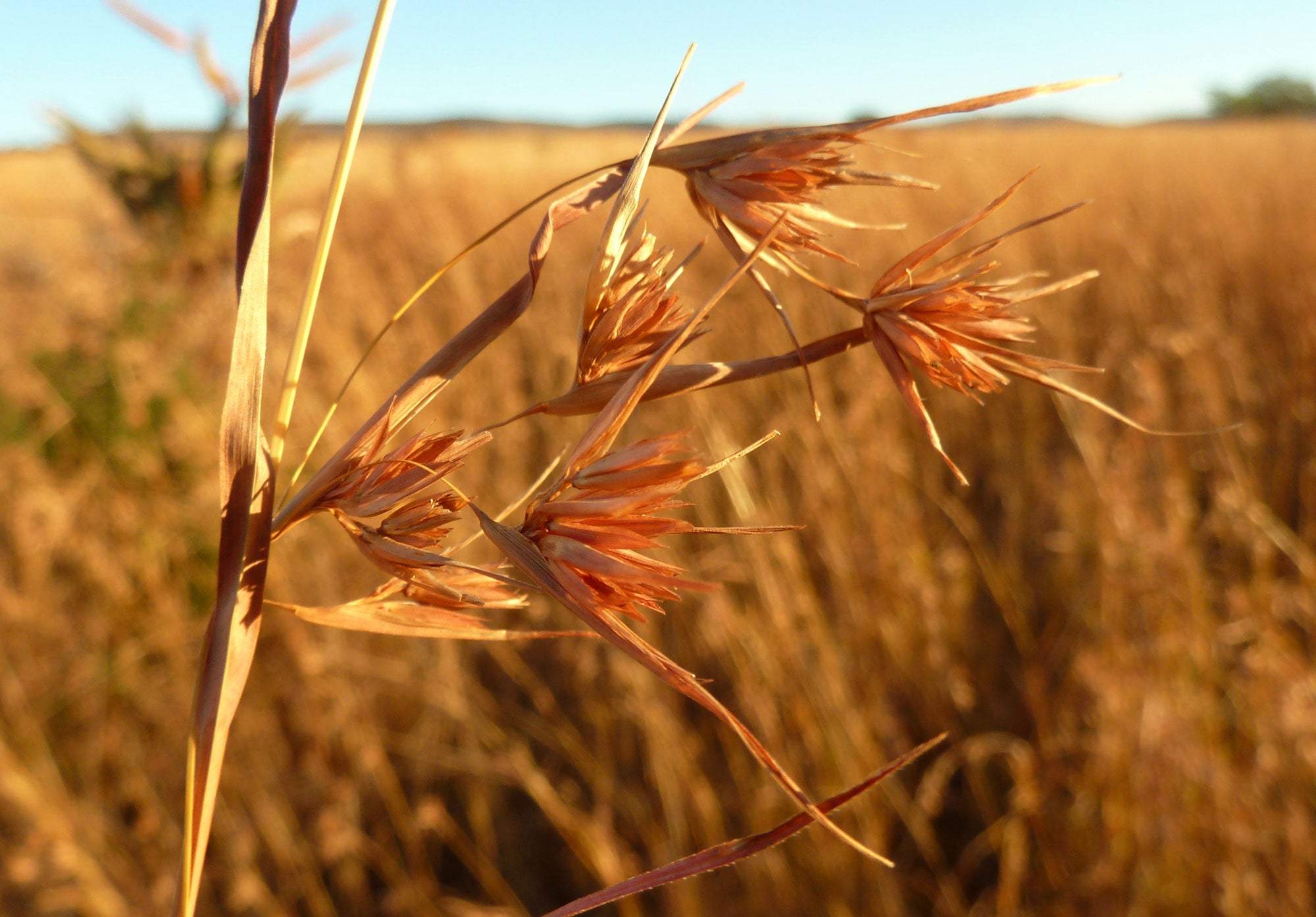 Red Grass (Themeda triandra) - Ladybird Nursery