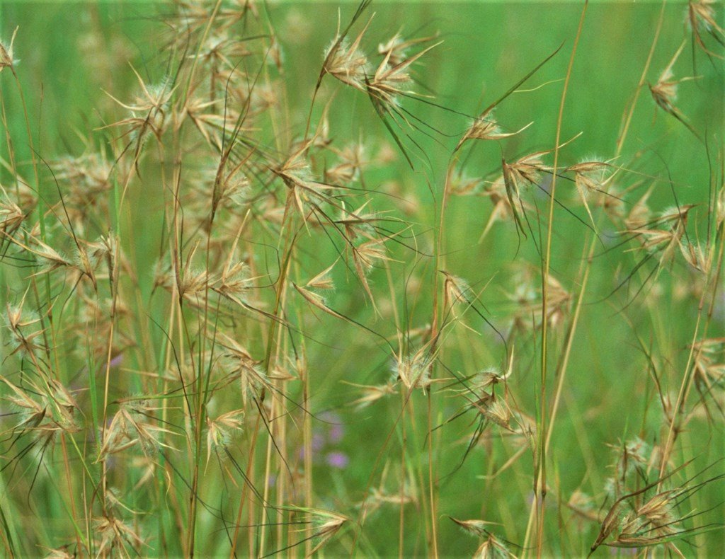 Red Grass (Themeda triandra) - Ladybird Nursery