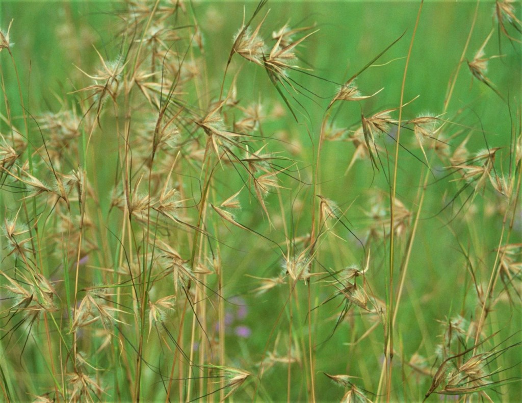 Red Grass (Themeda triandra)