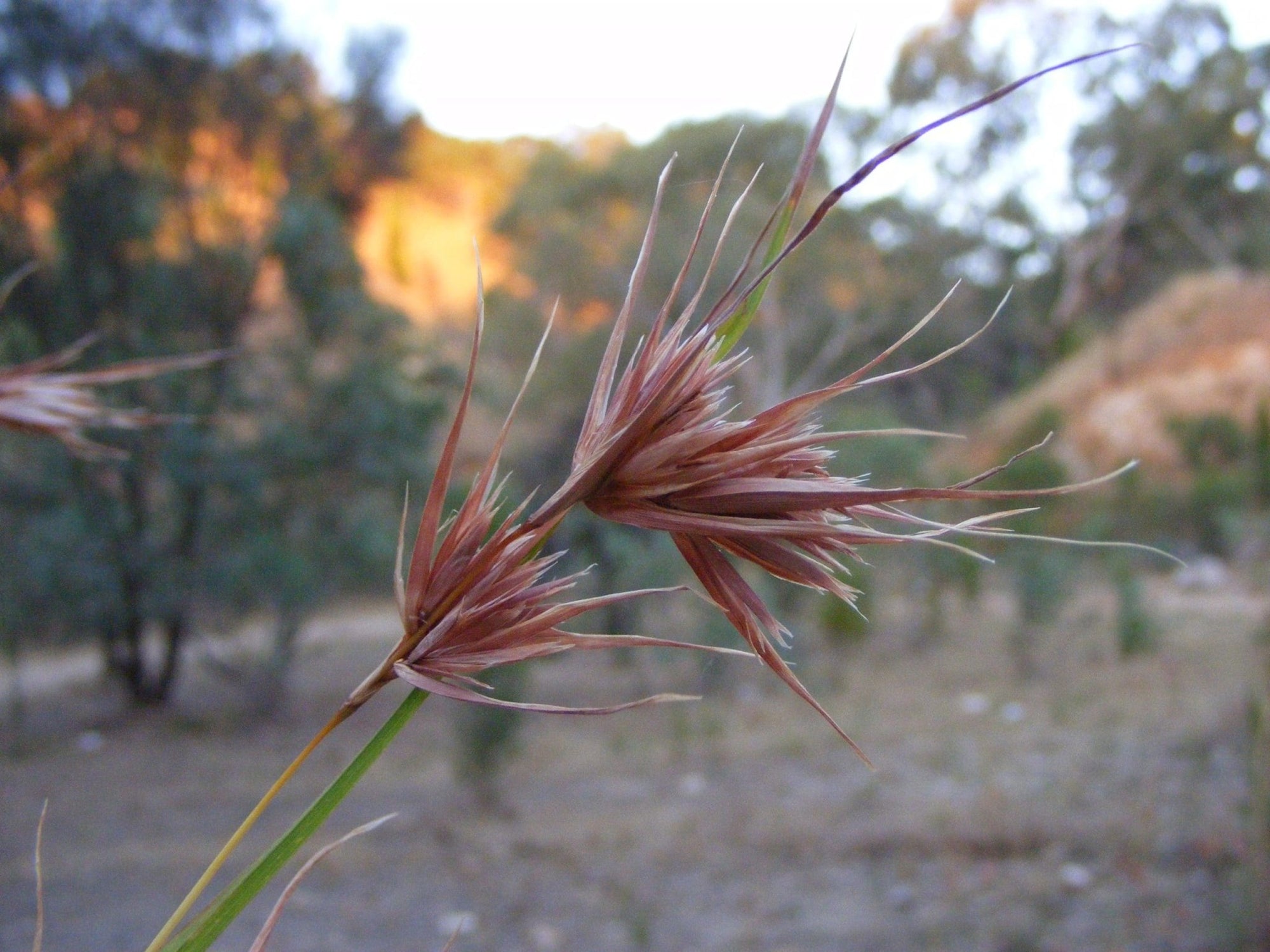 Red Grass (Themeda triandra) - Ladybird Nursery