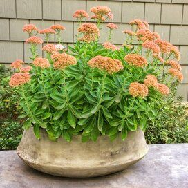 Stonecrop Autumn Joy (Sedum) - Ladybird Nursery