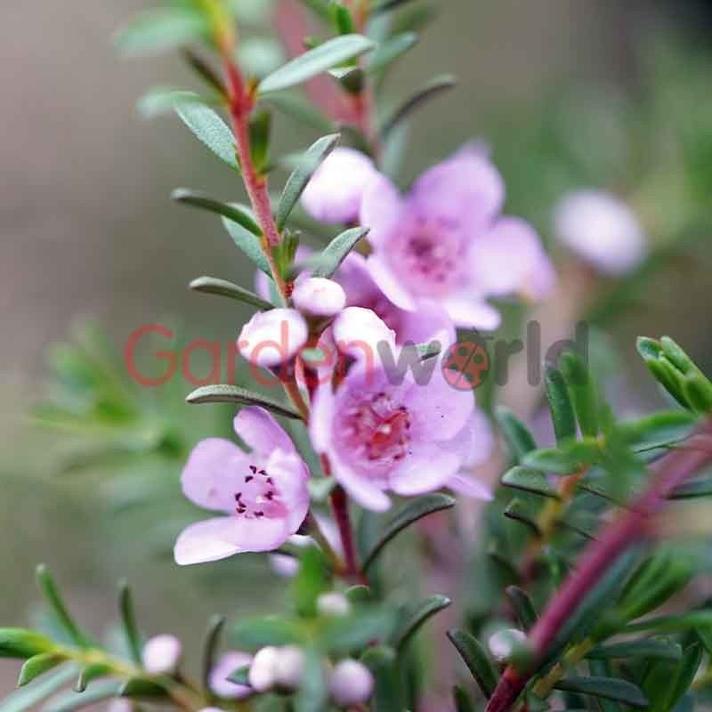 Thryptomene Pink (Thryptomene spp.) - Ladybird Nursery