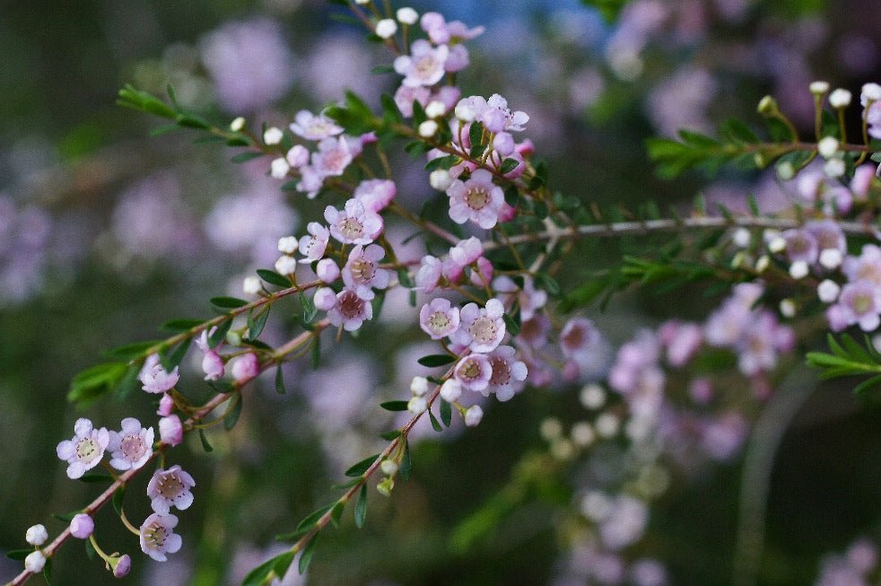 Thryptomene Pink (Thryptomene spp.) - Ladybird Nursery