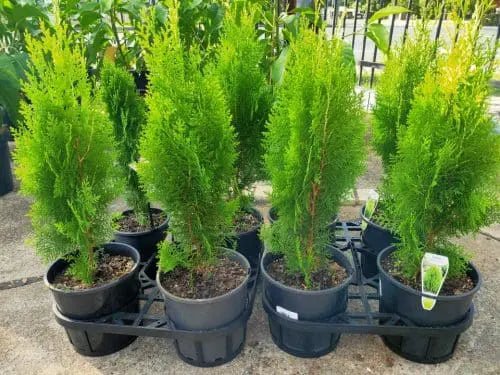 Arborvitae Assorted (Thuja spp.) - Ladybird Nursery