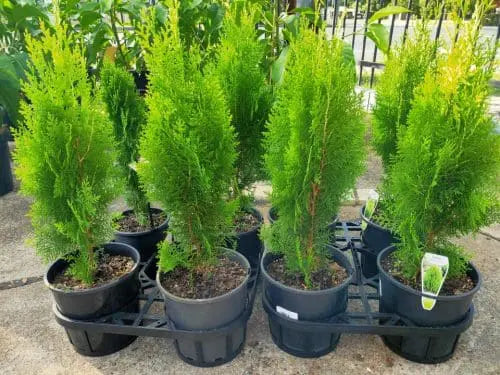 Arborvitae Assorted (Thuja spp.)