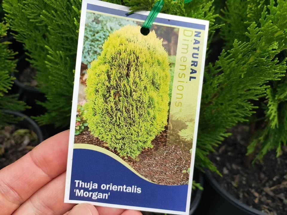 Thuja Morgan - Ladybird Nursery