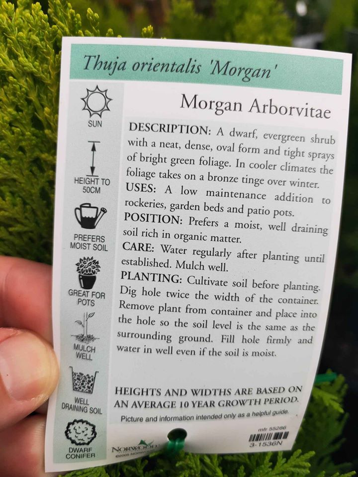 Thuja Morgan - Ladybird Nursery