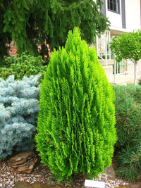 Thuja Morgan - Ladybird Nursery