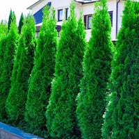 Dwarf Golden Arborvitae Lutea Nana (Thuja occidentalis) - Ladybird Nursery