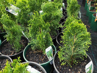 Thuja Smaragd - Ladybird Nursery