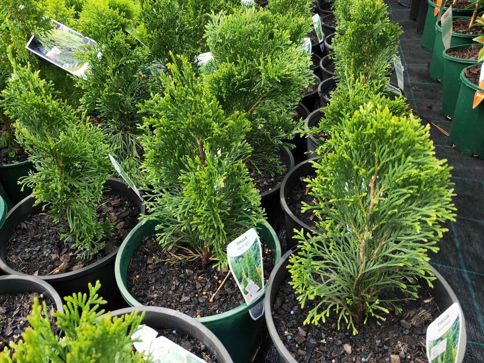 Thuja Smaragd - Ladybird Nursery