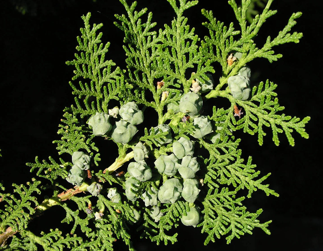 Blue Cone Arborvitae (Thuja orientalis) - Ladybird Nursery