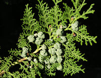 Blue Cone Arborvitae (Thuja orientalis)