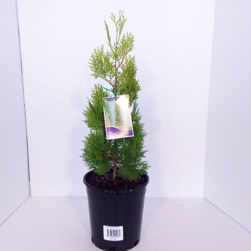 Arborvitae Shirls Supreme (Thuja orientalis)