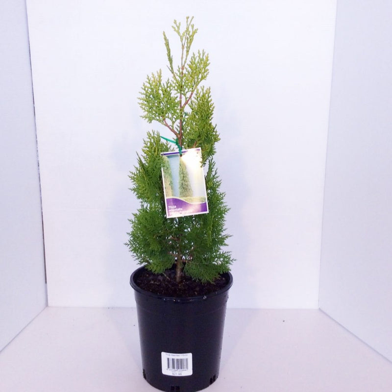 Arborvitae Shirls Supreme (Thuja orientalis)