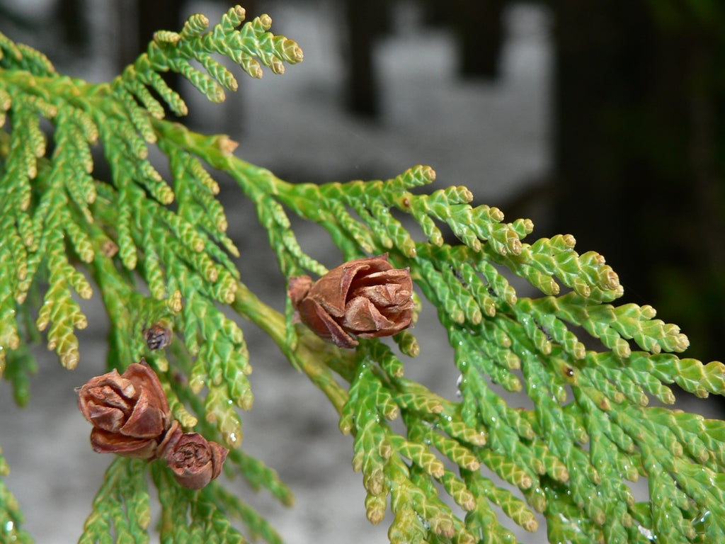 Western Red Cedar Hillerii (Thuja plicata)