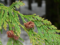 Western Red Cedar Hillerii (Thuja plicata) - Ladybird Nursery