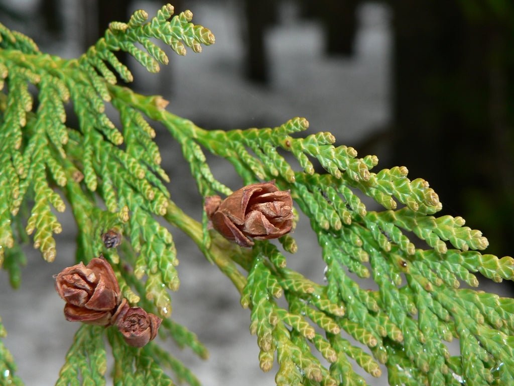 Western Red Cedar Hillerii (Thuja plicata) - Ladybird Nursery
