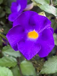 Thunbergia ‘True Blue’ (Thunbergia erecta Vogelii) - Ladybird Nursery