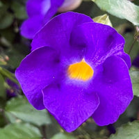 Thunbergia ‘True Blue’ (Thunbergia erecta Vogelii) - Ladybird Nursery