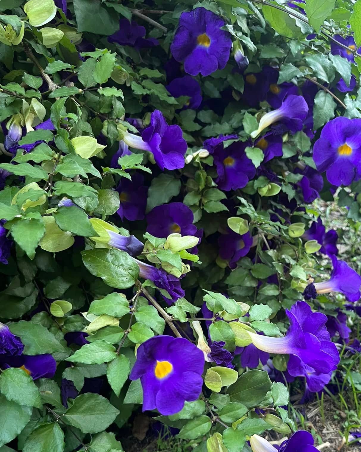 Thunbergia ‘True Blue’ (Thunbergia erecta Vogelii) - Ladybird Nursery