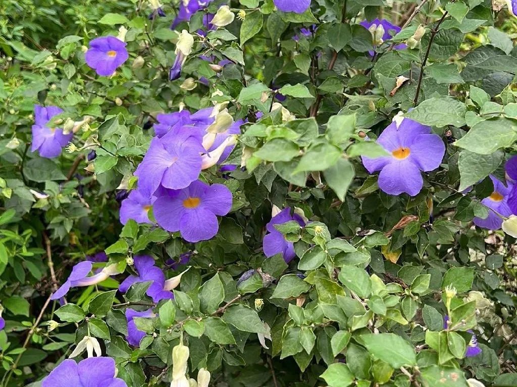 Thunbergia ‘True Blue’ (Thunbergia erecta Vogelii) - Ladybird Nursery