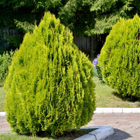 Dwarf Blue Arborvitae Minima Glauca (Thuja orientalis)