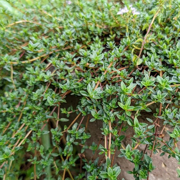 Thyme 'Caraway' - Ladybird Nursery
