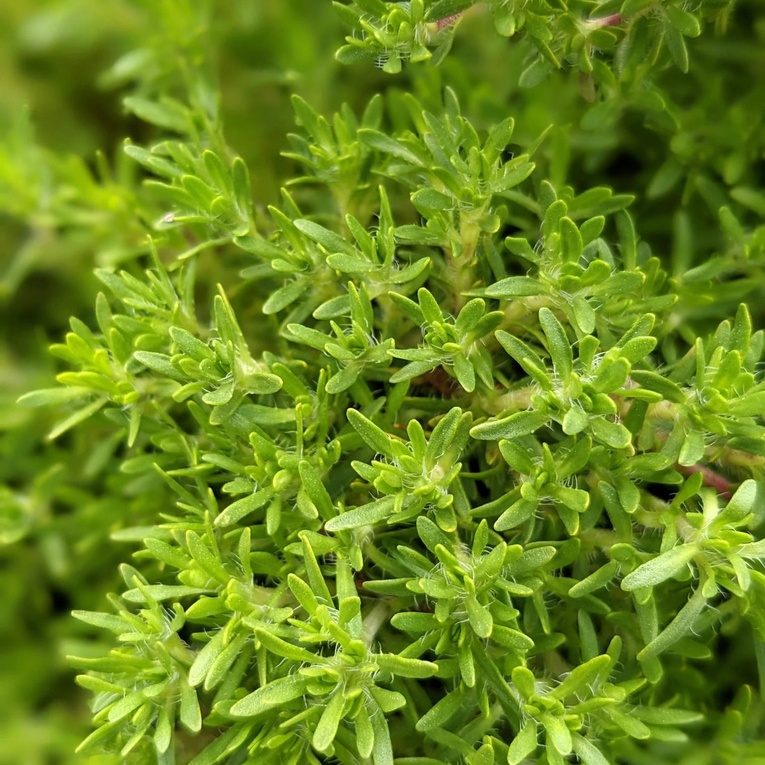 Thyme 'Creeping Orange Peel' - Ladybird Nursery