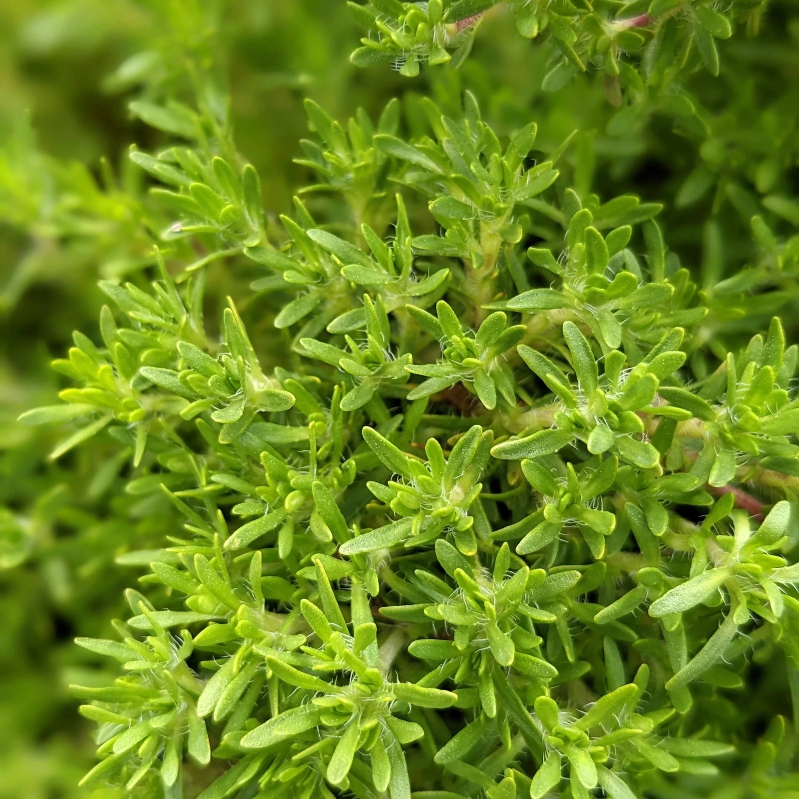 Thyme 'Creeping Orange Peel' - Ladybird Nursery