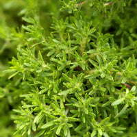 Thyme 'Creeping Orange Peel' - Ladybird Nursery