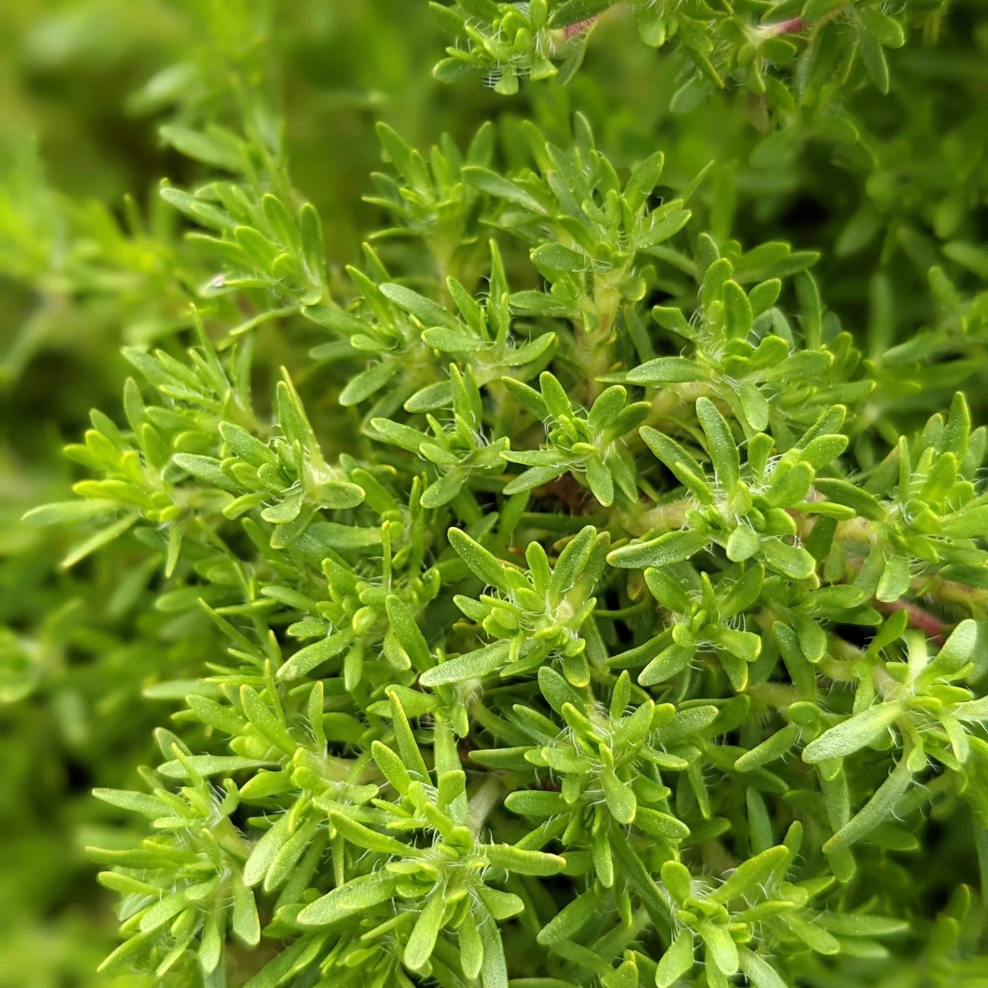 Thyme 'Creeping Orange Peel' - Ladybird Nursery