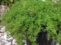 Thyme 'Creeping Orange Peel' - Ladybird Nursery