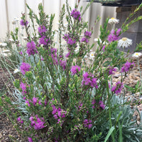 Thyme Honey Myrtle (Melaleuca thymifolia) - Ladybird Nursery