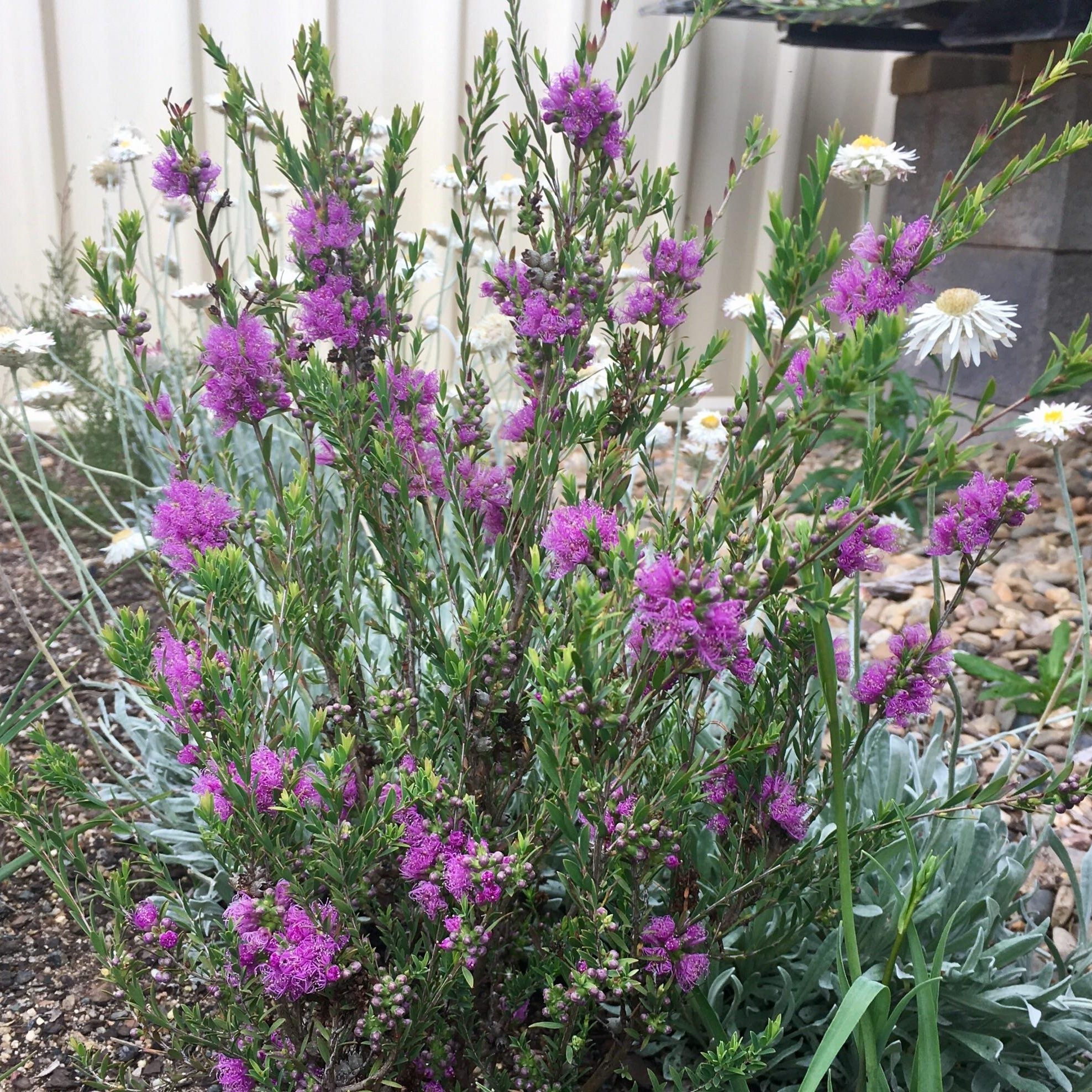 Thyme Honey Myrtle (Melaleuca thymifolia) - Ladybird Nursery