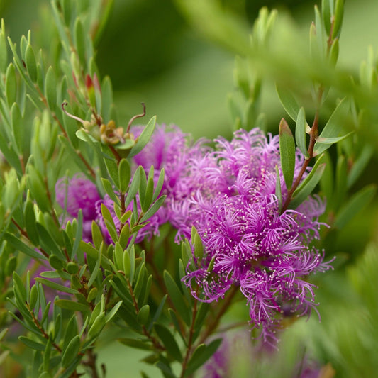 Thyme Honey Myrtle (Melaleuca thymifolia) - Ladybird Nursery