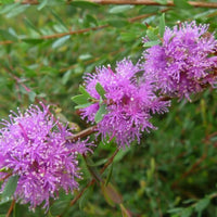 Thyme Honey Myrtle (Melaleuca thymifolia) - Ladybird Nursery