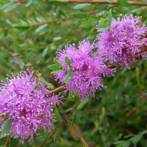 Thyme Honey Myrtle (Melaleuca thymifolia) - Ladybird Nursery