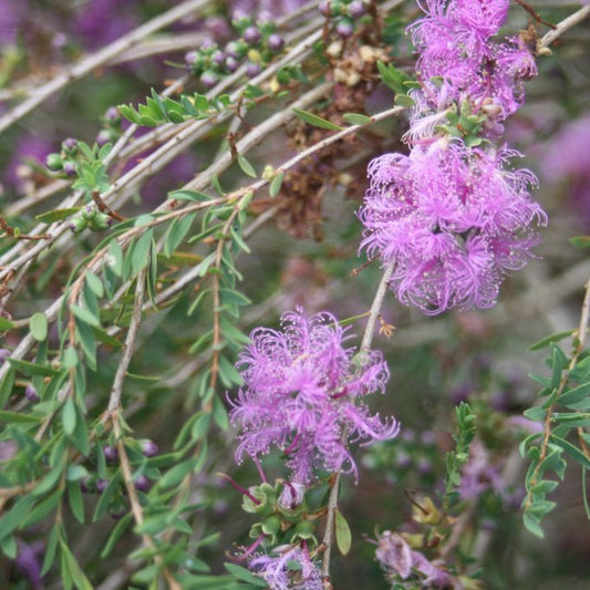 Thyme Honey Myrtle 'Pink' (Melaleuca thymifolia) - Ladybird Nursery
