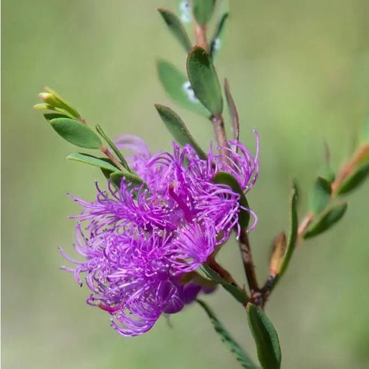 Thyme Honey Myrtle 'Purple Lace' (Melaleuca thymifolia) - Ladybird Nursery
